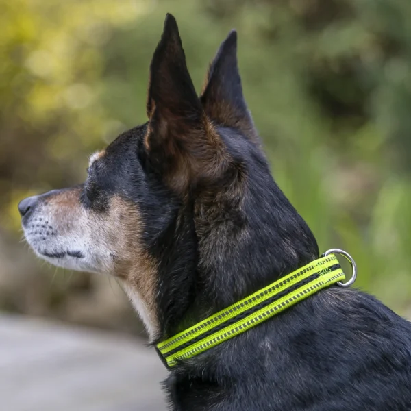 Reflective Adjustable Dog Collar, Neon Yellow & Black, Small - Image 3